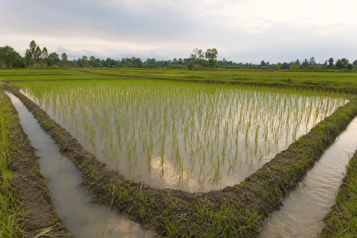 Campo de arroz con lámina de agua controlada y canales de drenaje laterales