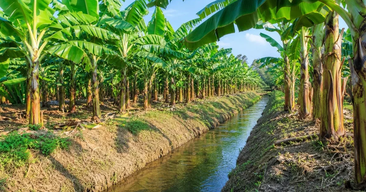 Canales de drenaje abierto entre filas de plantas de banano en plantación tropical