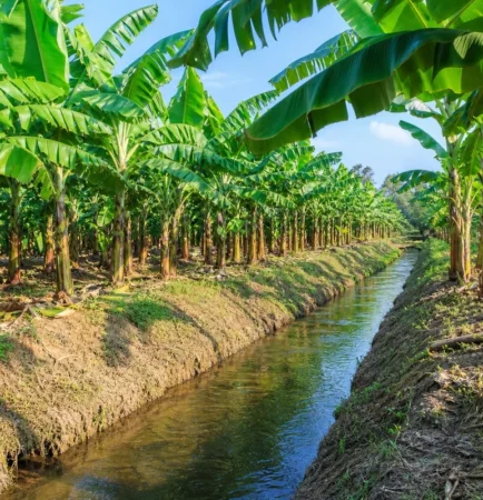 Canales de drenaje abierto entre filas de plantas de banano en plantación tropical
