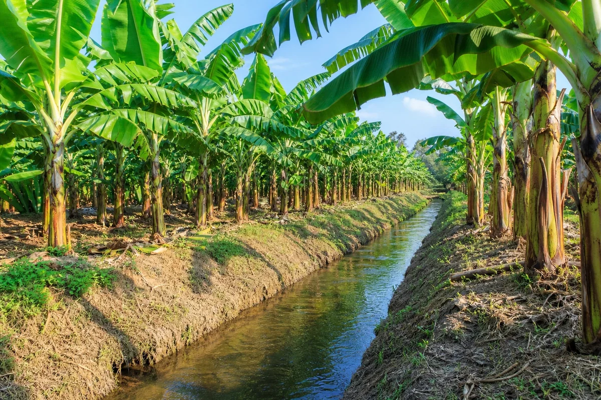 Canales de drenaje abierto entre filas de plantas de banano en plantación tropical