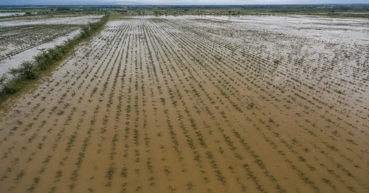 Vista aérea de un terreno agrícola inundado con cultivos bajo el agua