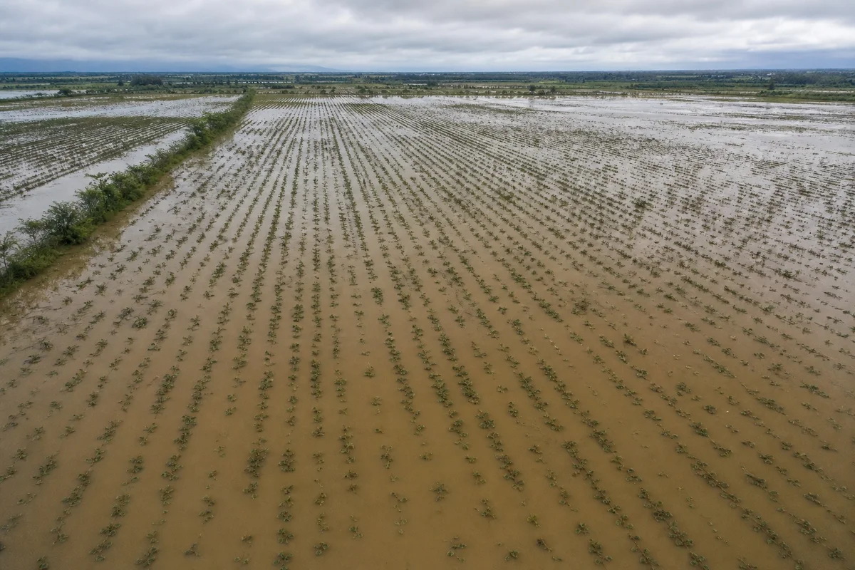 Vista aérea de un terreno agrícola inundado con cultivos bajo el agua