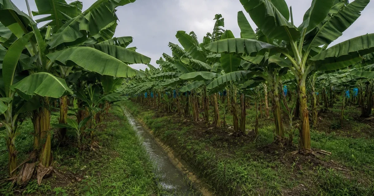Plantación de banano en Ecuador con canales de drenaje visibles entre las filas de plantas para proteger contra lluvias intensas de El Niño
