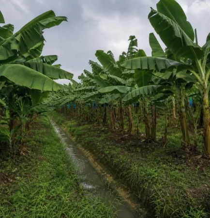 Plantación de banano en Ecuador con canales de drenaje visibles entre las filas de plantas para proteger contra lluvias intensas de El Niño
