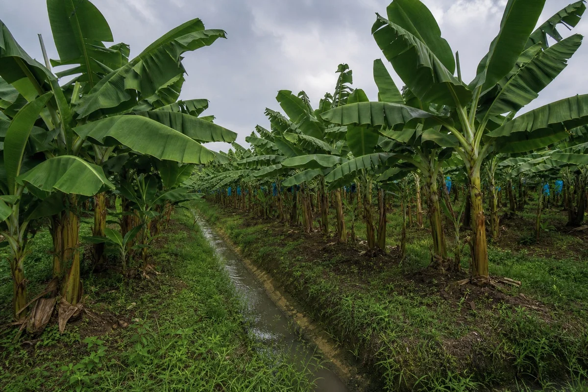 Plantación de banano en Ecuador con canales de drenaje visibles entre las filas de plantas para proteger contra lluvias intensas de El Niño